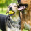 1Set Stijlvol Naamplaatje Huisdier Hond Kat 10