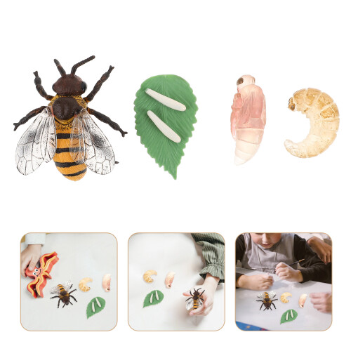 Ensemble Modèles Cycle De Vie De Jouet Éducatif Enfants 2