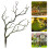Alberi Decorativi Da Interno In Sabbia Per Tavolo 7