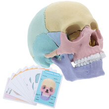 Anatomy Skull Model Detachable Human Medical Teaching Puzzle