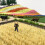 1 Set Static Plastic Miniature Rice Field Grass Landscape Model 9