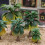 15Pcs Model Train Palm Trees For Tropical Landscape N Z Scale 8