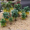 15Pcs Model Train Palm Trees For Tropical Landscape N Z Scale 6