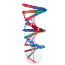 Double Helix Structure For Human Gene Science Teaching