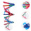 Double Helix Structure For Human Gene Science Teaching 10