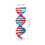 Double Helix Structure For Human Gene Science Teaching 2
