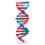 Double Helix Structure For Human Gene Science Teaching 9