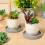 2 Pezzi Sottovaso In Design 10,5X10,5X1,5 Cm 11
