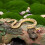 1Pc Creative Imitation Snake Toy Model Plaything Funny Snake 9