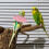 4 Pièces Collier Pour Petits Oiseaux Anti-Griffures Pour Perroquets 3