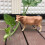 Dairy Cow Model Simulation Djurmodell För 11