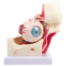 Medizinisches Orbit Modell Anatomisches Menschliches