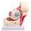 Medizinisches Orbit Modell Anatomisches Menschliches 1