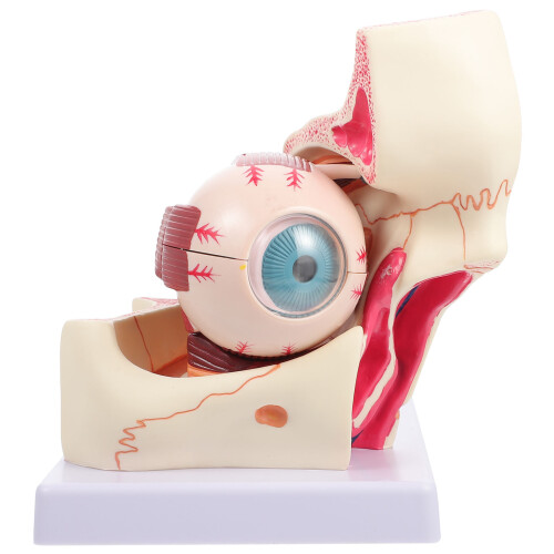 Medizinisches Orbit Modell Anatomisches Menschliches