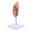 Human Kidney Anatomical Model For Biology Class 1
