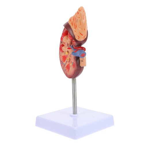 Human Kidney Anatomical Model For Biology Class