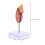 Human Kidney Anatomical Model For Biology Class 6