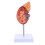 Human Kidney Anatomical Model For Biology Class 2