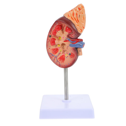 Human Kidney Anatomical Model For Biology Class 1