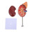 Human Kidney Anatomical Model For Biology Class 5