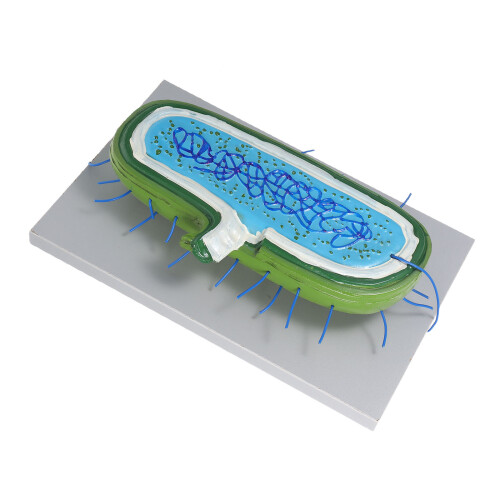 De Animal 3D Para Enseñanza De Biología Con