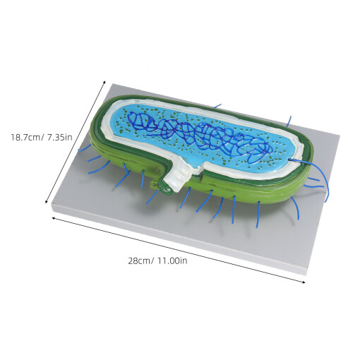 De Animal 3D Para Enseñanza De Biología Con 2