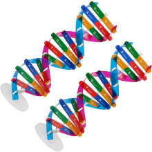 2Stk Dna Modelle Doppelhelix Wissenschaftliches Lehrinstrument