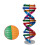 Diy Doble Genes Aprendizaje Escuela Oficina 9