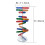 Diy Doble Genes Aprendizaje Escuela Oficina 2