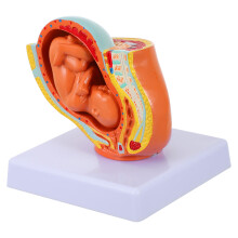 1Pc Full-Term Fetus Model Uterine Embryo