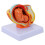 1Pc Full-Term Fetus Model Uterine Embryo 4