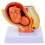 1Pc Full-Term Fetus Model Uterine Embryo 3