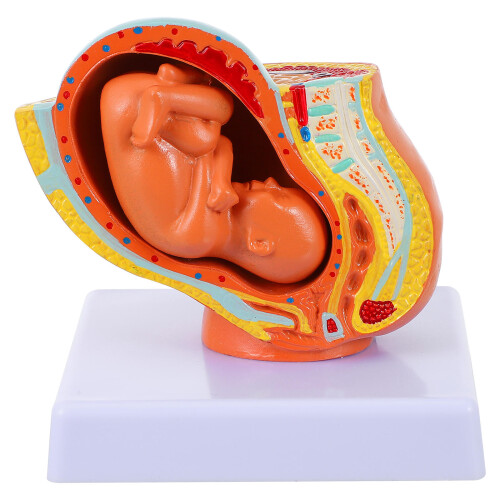 1Pc Full-Term Fetus Model Uterine Embryo 2
