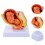 1Pc Full-Term Fetus Model Uterine Embryo 5