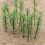 100Pcs 1:75 4 Scales Plastic Bamboo Trees For Model Train Landscape 6