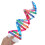 Double Helix Structure For Human Gene Science Education 6