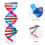 Double Helix Structure For Human Gene Science Education 7