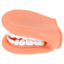 Human Teeth Model For Teaching Standard Tooth