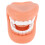 Human Teeth Model For Teaching Standard Tooth 11