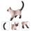 Siamese In Per Bambini 9