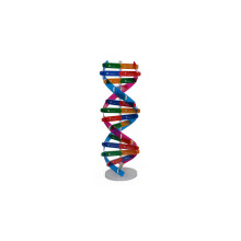 Model DNA do Eksperymentów Biologicznych Narzędzie Edukacyjne Dla Szkoły