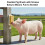 2PCS Farm Pig Care Solution Grooming Brush for Mini Pigs 4