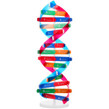 Educational DNA-Doppelhelix-Modell Für Kinder DIY Genetische Struktur