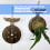 Fern Mounting Board Wall Planter Space Saving-Diamonds version 7