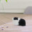 De Porquinho Da Índia , , Brinquedo Educativo 7