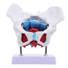 1 Anatomia Pélvica Para