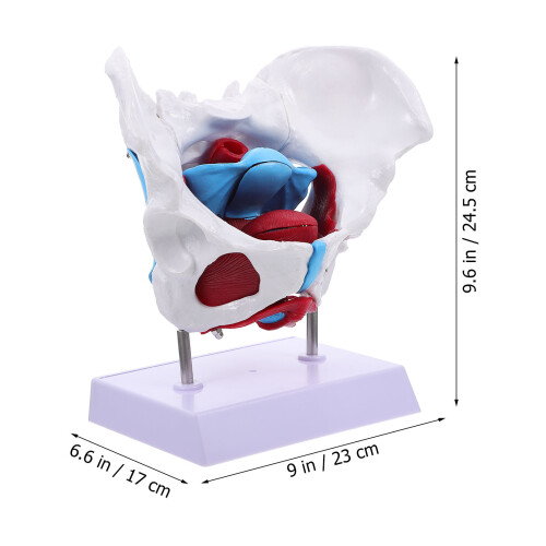 1 Anatomia Pélvica Para 1