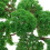 20pcs 1:150 Model Trees Train Scenery Landscape N Scale (Green) 7