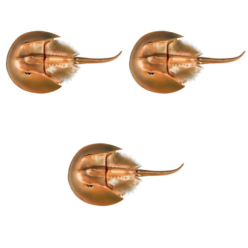 3Pcs Hög Simulering Havsörn Djurmodell Marin För Barnlek 2