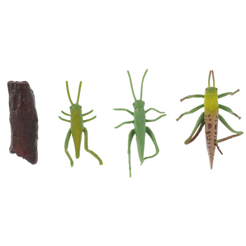 8 Sets Simulation Insect Model Locust Growth Cycle Educational Mini 1